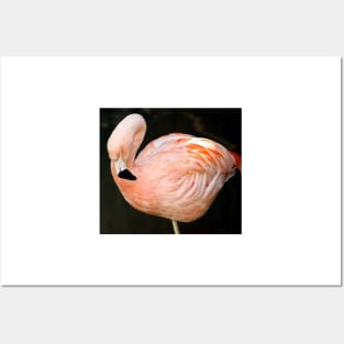 cli pink flamingo Posters and Art